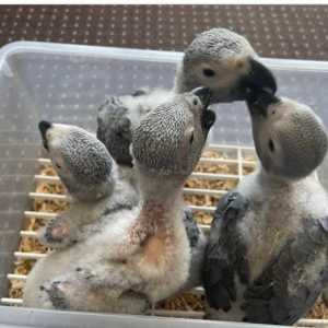 Graupapageienbabys – 6 Wochen alt