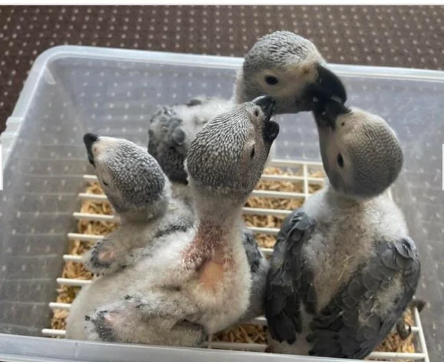 Graupapagei babys kaufen