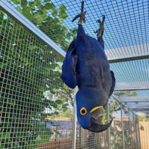 Handaufgezogener Hyazinth Ara – 8 Monate alt