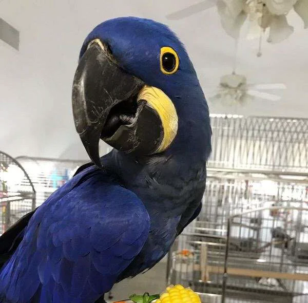 Ara Kaufen Deutschland