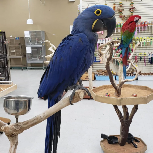 Hyazinth Ara Papagei – 11 Monate alt