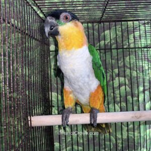 Caique papagei kaufen – 16 monate alt