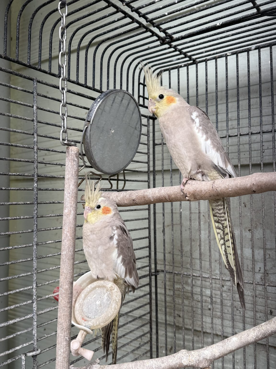 Nymphensittich Kaufen Deutschland