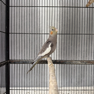 Handaufgezogener Nymphensittich Paar — 18 Monate alt