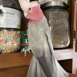 10 Monate alter Inkakakadu zu verkaufen