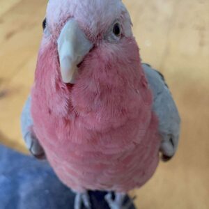 Handaufgezogener Rosakakadu  — 10 Monate alt