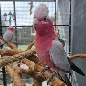 Rosakakadu zu verkaufen — 1 Jahr alt