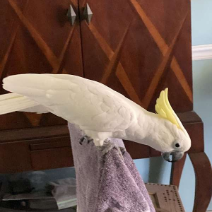 Gelbhaubenkakadu zu verkaufen – 11 Monate alt