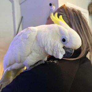 Gelbhaubenkakadu Kaufen — 13 Monate alt