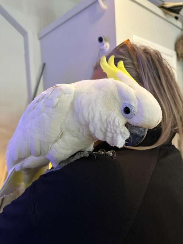 Kakadu papagei kaufen