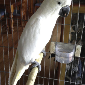 Gelbhaubenkakadu – 9 Monate alt